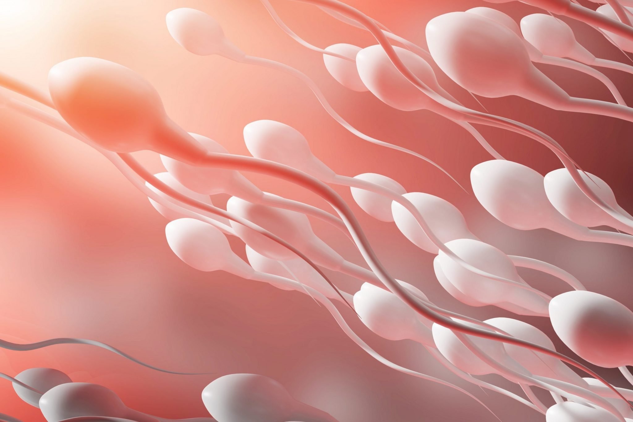 Gli spermatozoi presentano un'elica nella loro lunga appendice caudale