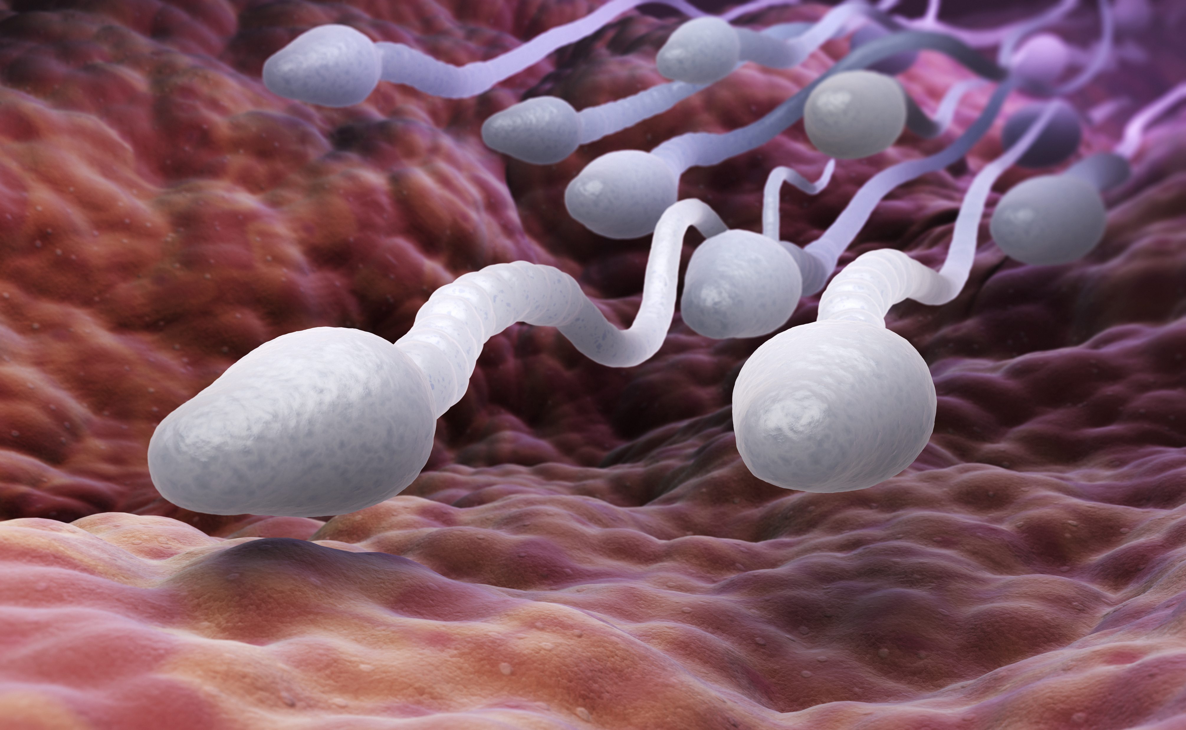 Quanto tempo rimangono attivi gli spermatozoi dopo l'eiaculazione?