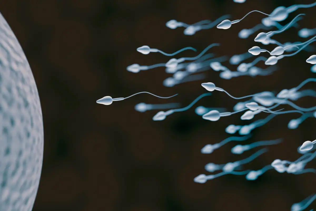 Il nuoto degli spermatozoi