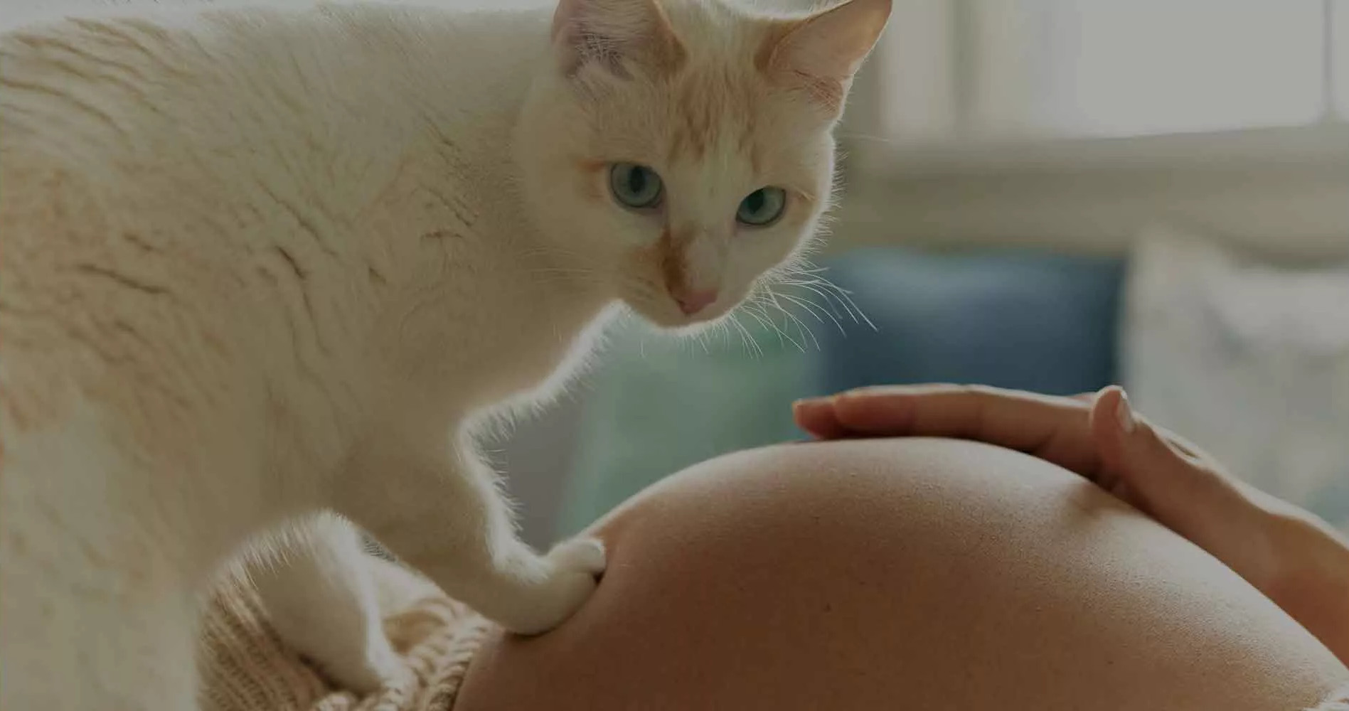 Toxoplasmosi e gravidanza: è sicuro vivere con un gatto?