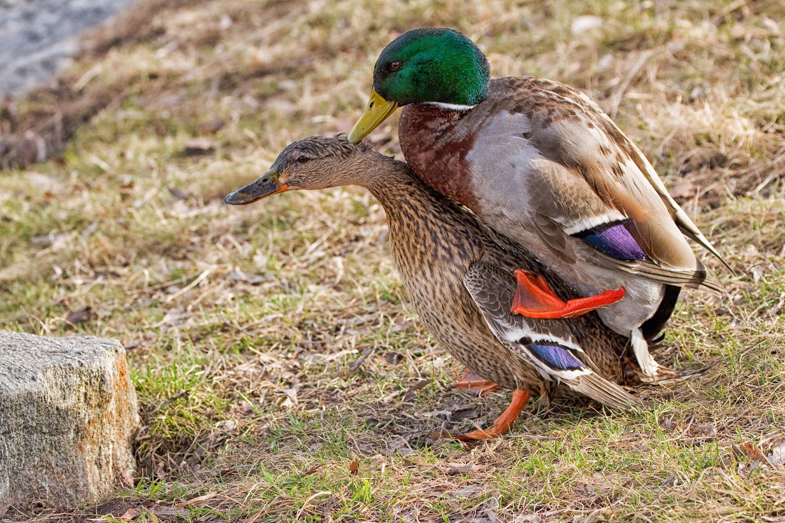 Curiosità anatomiche: Il pene più strano nel regno animale