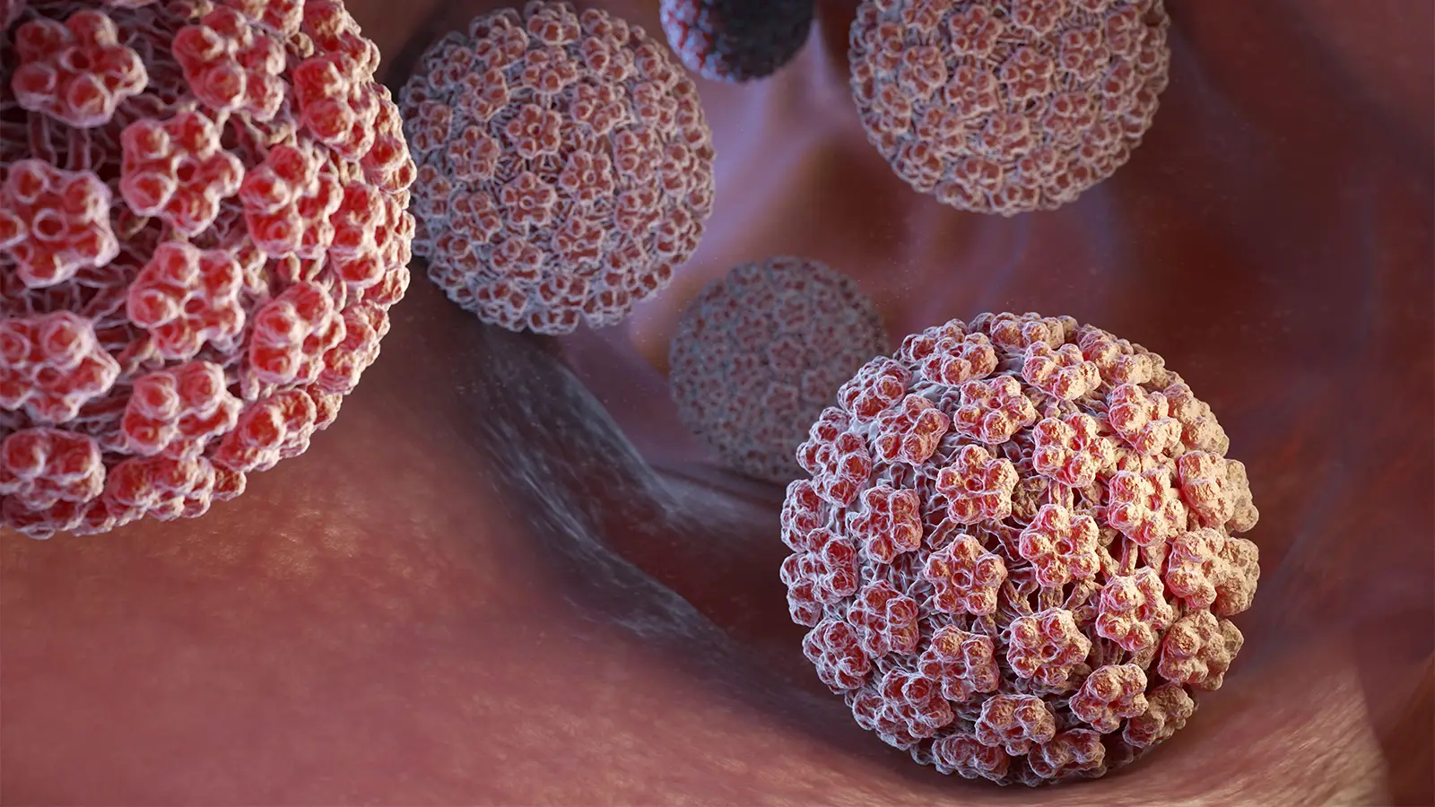 Infezioni sessualmente trasmissibili: il 10% degli uomini è portatore di HPV